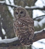 Barred owl