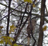 Barred owl
