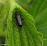 Fire-colored beetle (subfamily: Pedilinae)