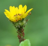 Apids on Coreopsis