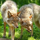 Coyotes