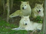 Arctic wolves