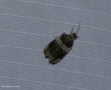 Banded olethreutes moth (Olethreutes fasciatana), #2823