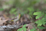 Palm Warbler