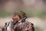 Eastern Chipmunk