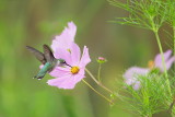 Colibris a gorge rubis/ Ruby-throated Hummingbird