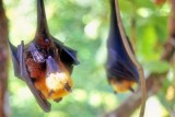 Flying Fox Cleaning 