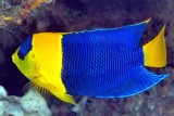Bicolor Angelfish, Centropyge bicolor