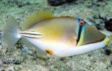 Red Sea Picasso Triggerfish (Rhinecanthus assasi), on the Wall 