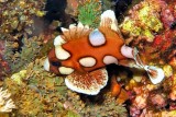Juvenile Harlequin Sweetlips Plectorhinchus chaetodonoides