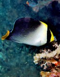 Vermiculated angelfish - Chaetodontoplus mesoleucus