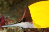 Longsnouted Butterflyfish Close 