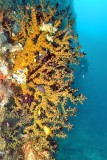 Black Sun Coral, Tubastraea micranthus, at Deep 
