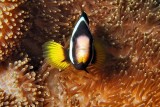 Agressive Saddleback Clownfish,  Amphiprion polymnus