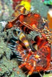 Lionfish Fighting, Or?   