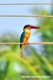 Stork-Billed Kingfisher (Pelargopsis capensis)