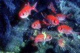 Soldierfish In Black Coral Cave