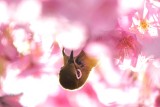  メジロ, 目白, Pink Dream