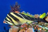Zebra Morwong, Cheilodactylus zebra, Perched 