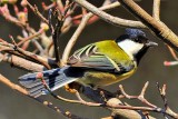 Bird on a Tree