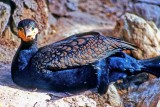 Cormorant Resting