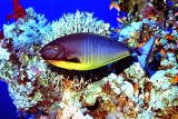 Sleek Unicornfish Naso hexacanthus 