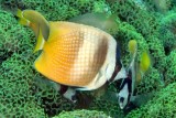 3 Sunburst Butterflyfish Chaetodon kleinii