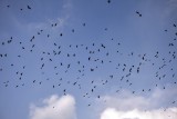 The Birds - カラス