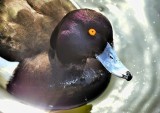 Yellow Eye