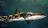 Small Shark