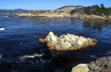 Kelp Forests Exterior