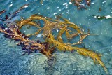 Kelp Forest From Outside
