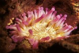 Club Tipped Anemone With Arlequin Shrimp