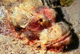Scorpionfish 