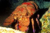 Cavaco, the Slipper Lobster, Scyllarides latus