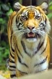 Looking at Me, Before the Attack