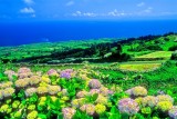 Hydrangeas Everywhere 