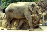 Laughing Zoo