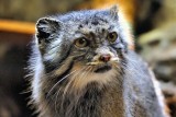 Japan's WildCat