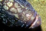 Portrait of a Dead Giant - Grouper  