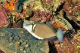 Scythe Triggerfish with Beautiful Coral Background 