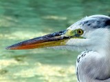 A Pacient Heron