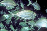 Big Eye Trevally School at Night 