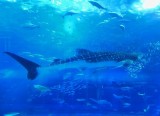 Whale Sharks In Cage