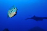 Gray Triggerfish Balistes carolinensis And The Jamanta