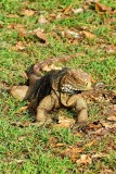Iguana On The Grass