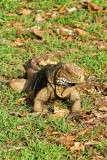 Iguana On The Grass