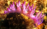 Pink Nudibranch