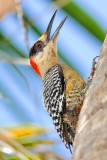 Cubas National Bird