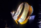 Butterflyfish In Black Coral Cave 